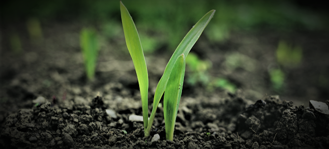 plant soil featured image